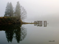 "Foggy Bog"
