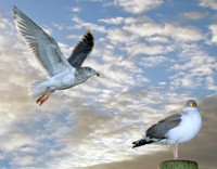 "Fly By"