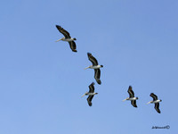 "Pelicans"