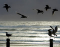 Birds