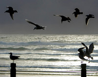 "Busy Birds"