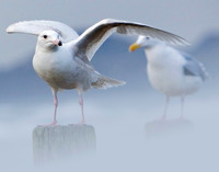 "Foggy Feet"