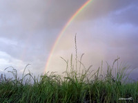 "Rainbow and Grass"