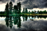 "Ducking the Storm"