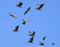 "More Pelicans"