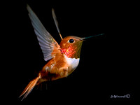 "Mom's Hummingbird"