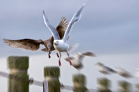 "Outa My Way!"