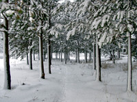 "Inviting Trees"