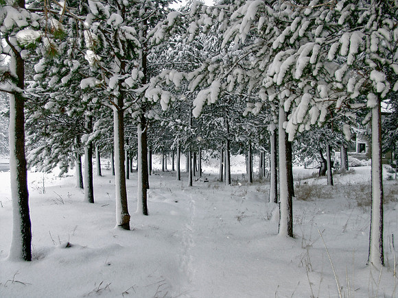 "Inviting Trees"