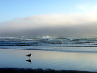 "Fog Gull"