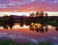 "Pink Reflections"