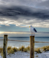 "Winter Gull"