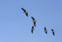 "Pelicans"
