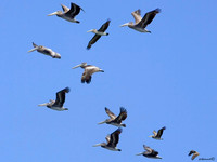"More Pelicans"