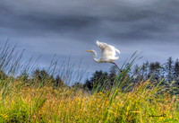 "Egret in Flight"