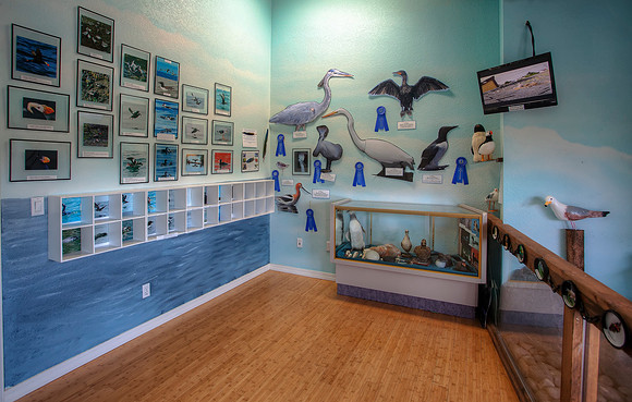 WhaleSealifeSharkMuseum-12
