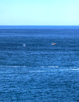 _MG_9438-11