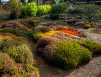 garden4