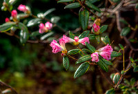 garden3
